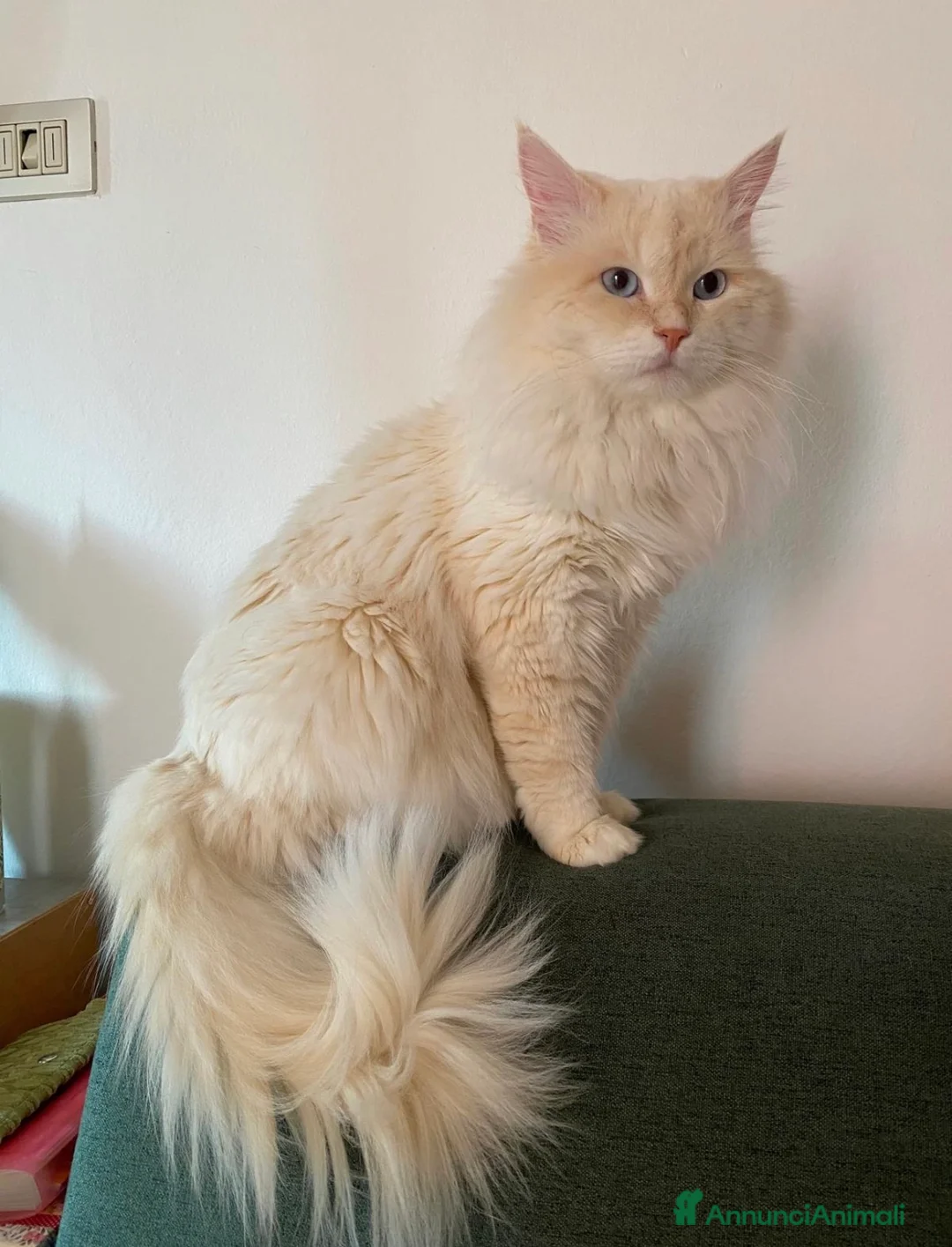 Siberiano gatti per accoppiamento: Gatto siberiano disponibile per Monta con Pedigree a Provincia di Verona - Annuncio 2