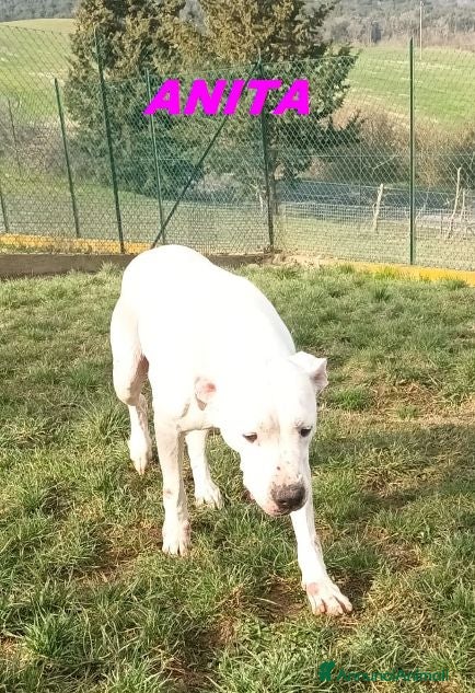 Dogo Argentino cani ANITA un amore di dogo - Annuncio 9
