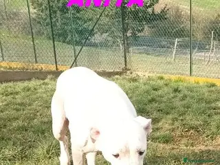 Dogo Argentino cani ANITA un amore di dogo - Annuncio 9