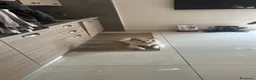 Meticcio cani per accoppiamento: Spyro cerca fidanzatina a Provincia di Chieti - Annuncio 2