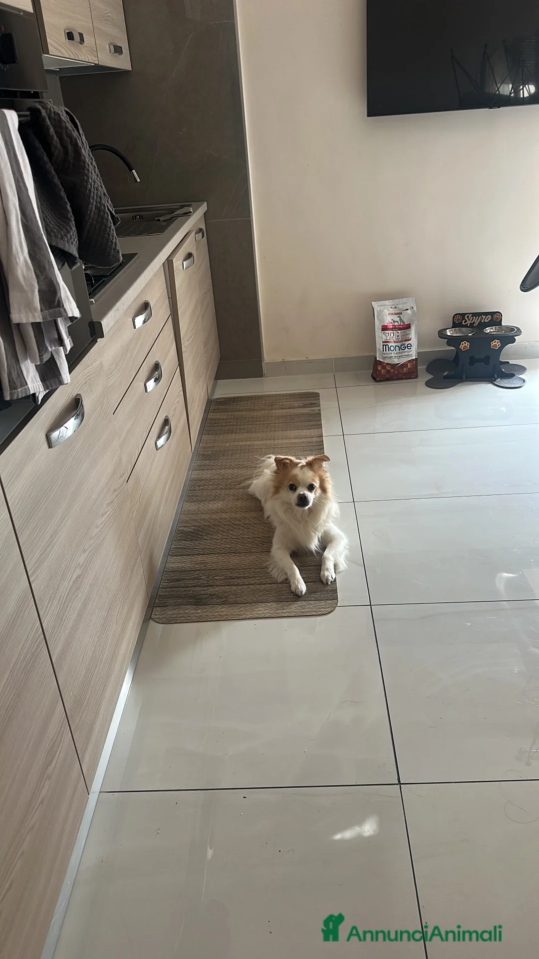 Meticcio cani per accoppiamento: Spyro cerca fidanzatina a Provincia di Chieti - Annuncio 2
