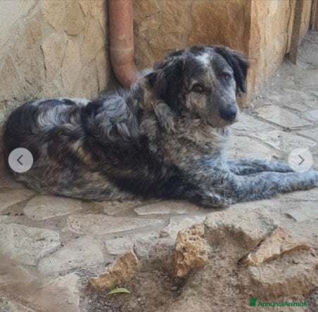 Meticcio cani Yali 5anni mix setter 3anni di lager PROV PAVIA a Città metropolitana di Milano - Annuncio 1