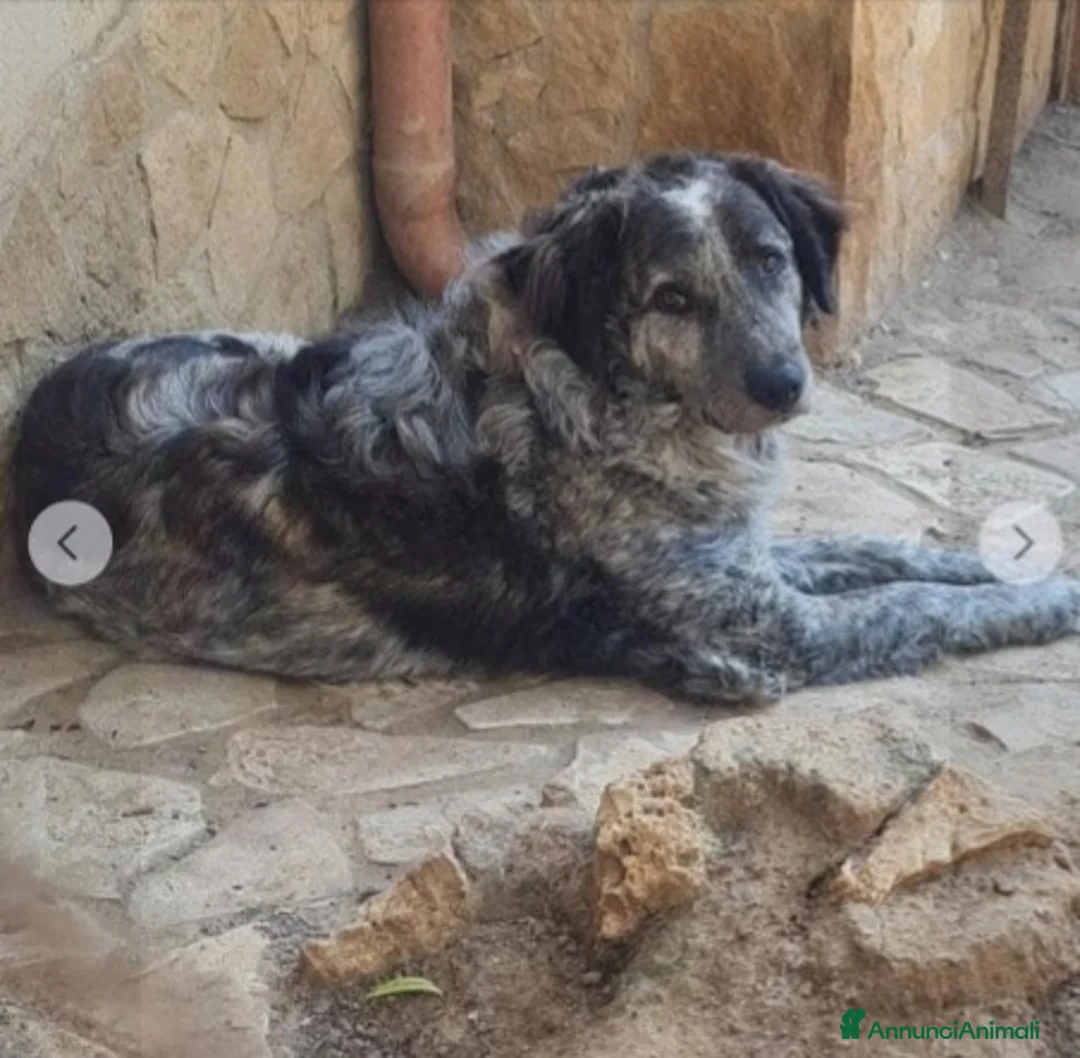 Meticcio cani in regalo: Yali 5anni mix setter 3anni di lager PROV PAVIA a Città metropolitana di Milano - Annuncio 1