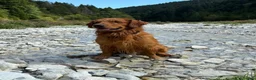 Golden Retriever cani in vendita: Cuccioli maschi golden retriever - Annuncio 7