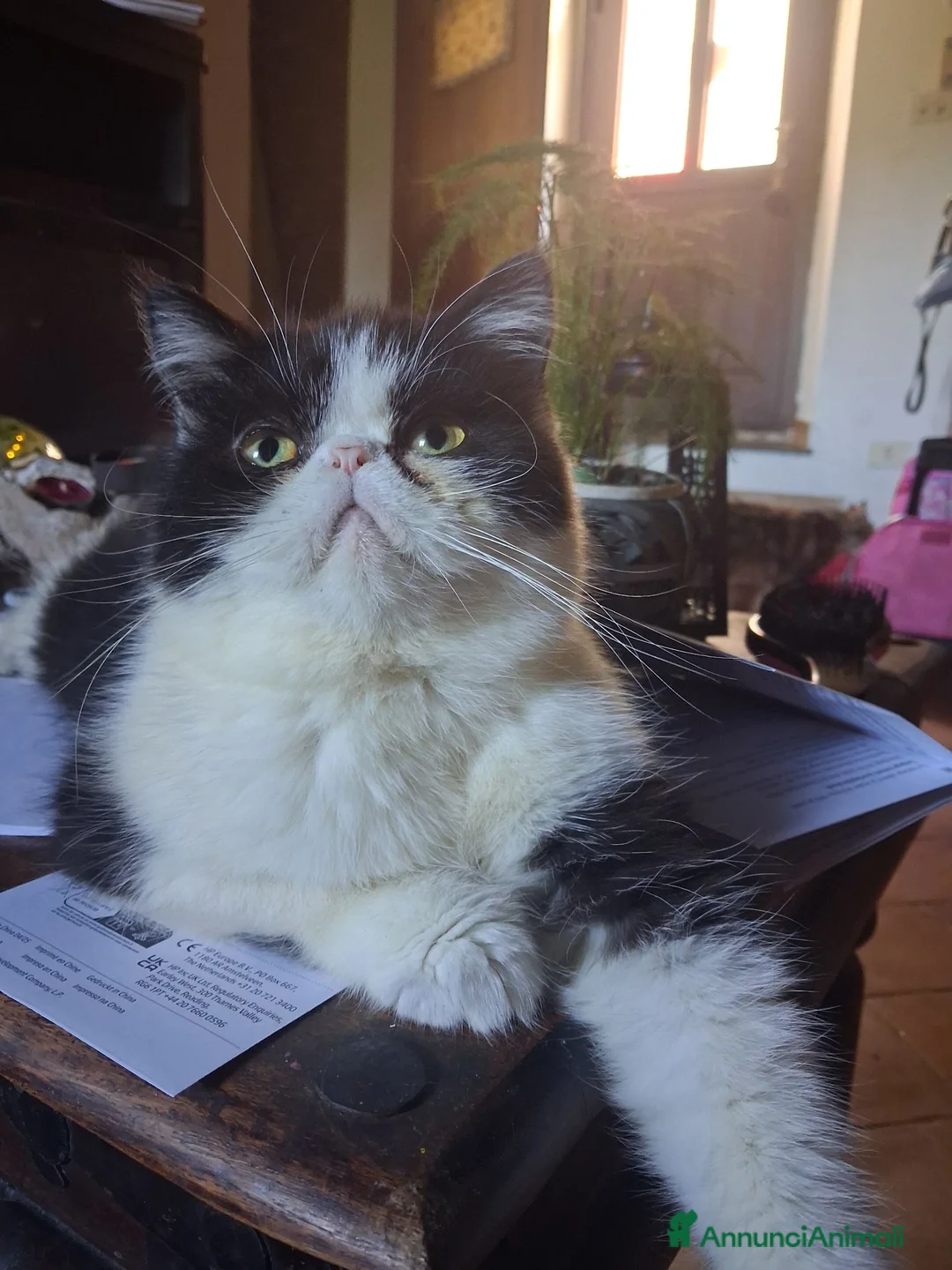 Exotic Shorthair gatti in vendita: Exotic shorthair - Annuncio 2