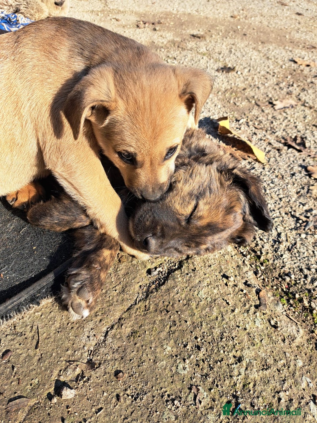 Meticcio cani in regalo: Si regalano i cagnolini  - Annuncio 10
