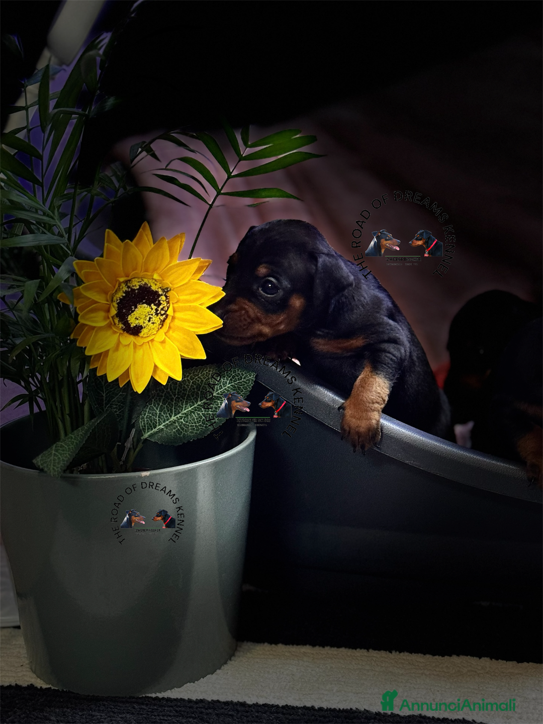 Pinscher Miniatura cani in vendita: Pinscher nano - Annuncio 2