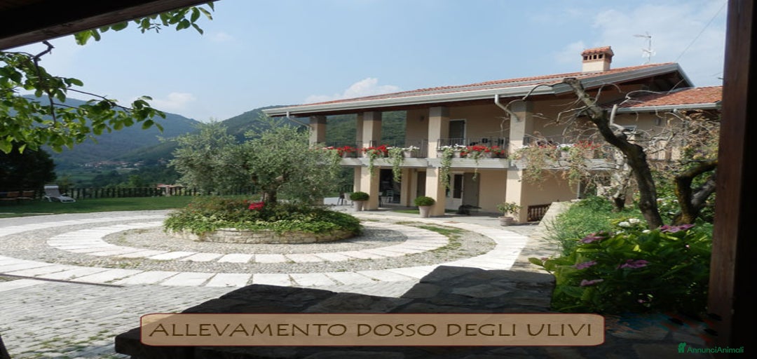 Immagine della galleria {{count}}