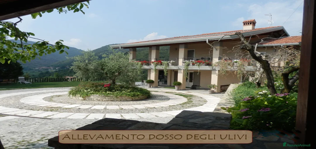 Immagine della galleria {{count}}