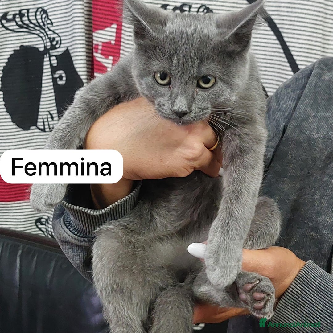 Europeo gatti in regalo: GATTINI  - Annuncio 4