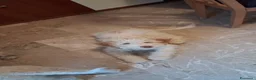 Lagotto cani in vendita: Cucciolo lagotto maschio a Città Metropolitana di Bologna - Annuncio 2