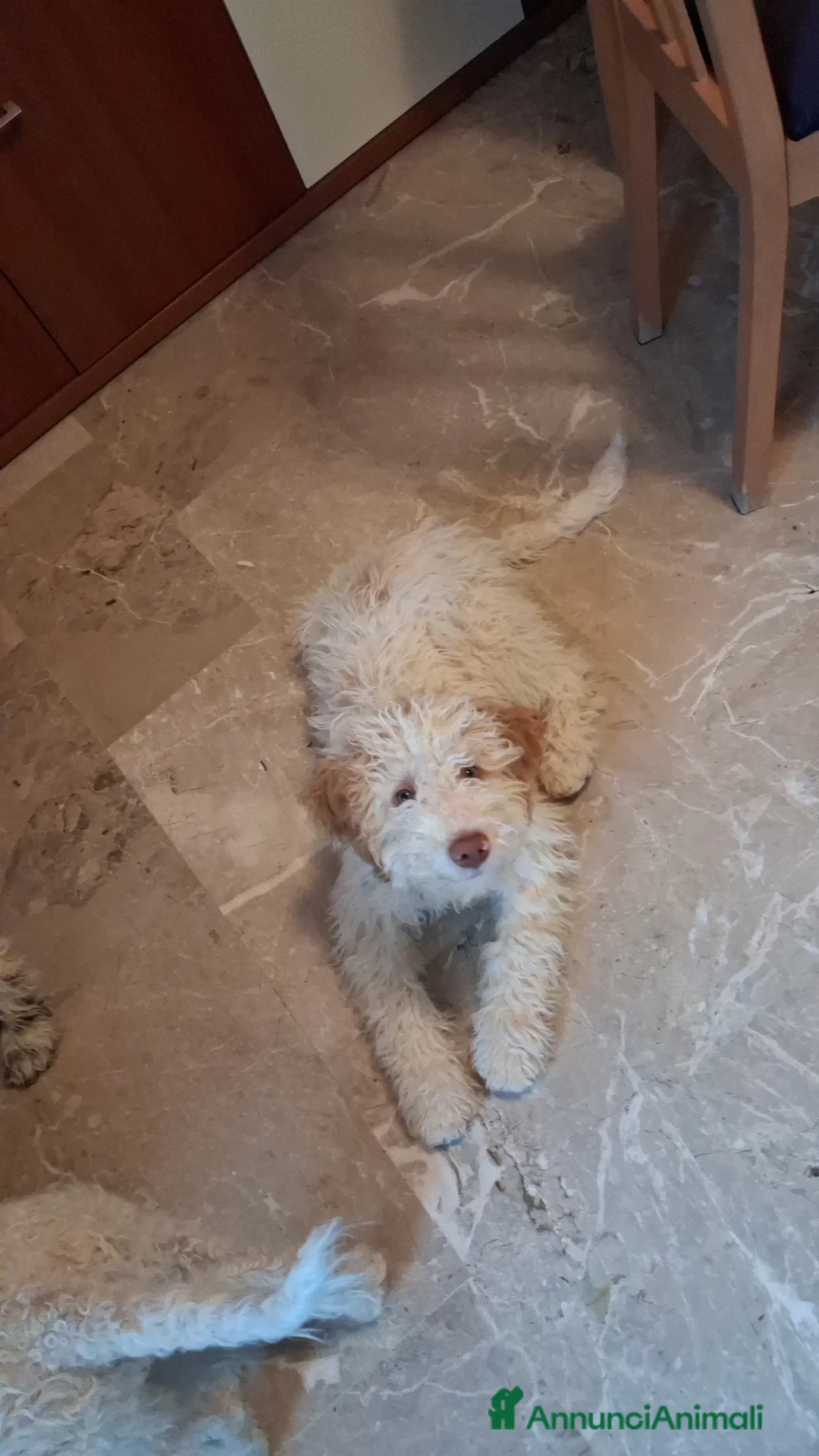 Lagotto cani in vendita: Cucciolo lagotto maschio a Città Metropolitana di Bologna - Annuncio 2