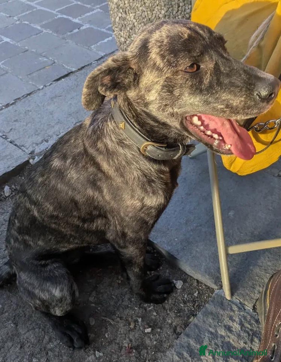 Meticcio cani in regalo: Dolce cucciola cerca casa amorevole - Annuncio 3