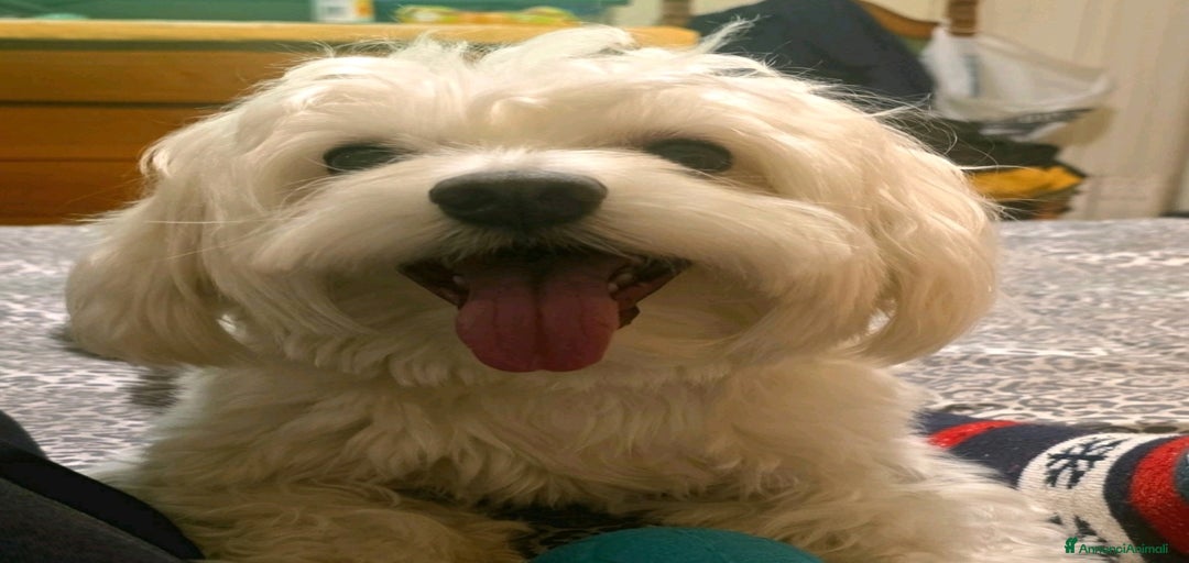 Immagine della galleria {{count}}