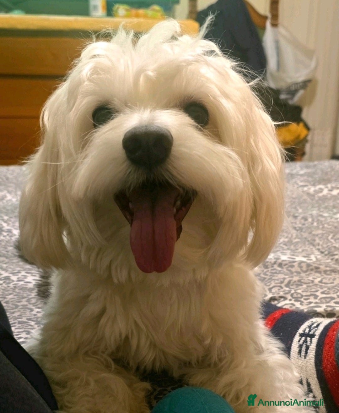 Immagine della galleria {{count}}