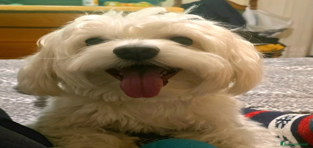 Immagine della galleria {{count}}