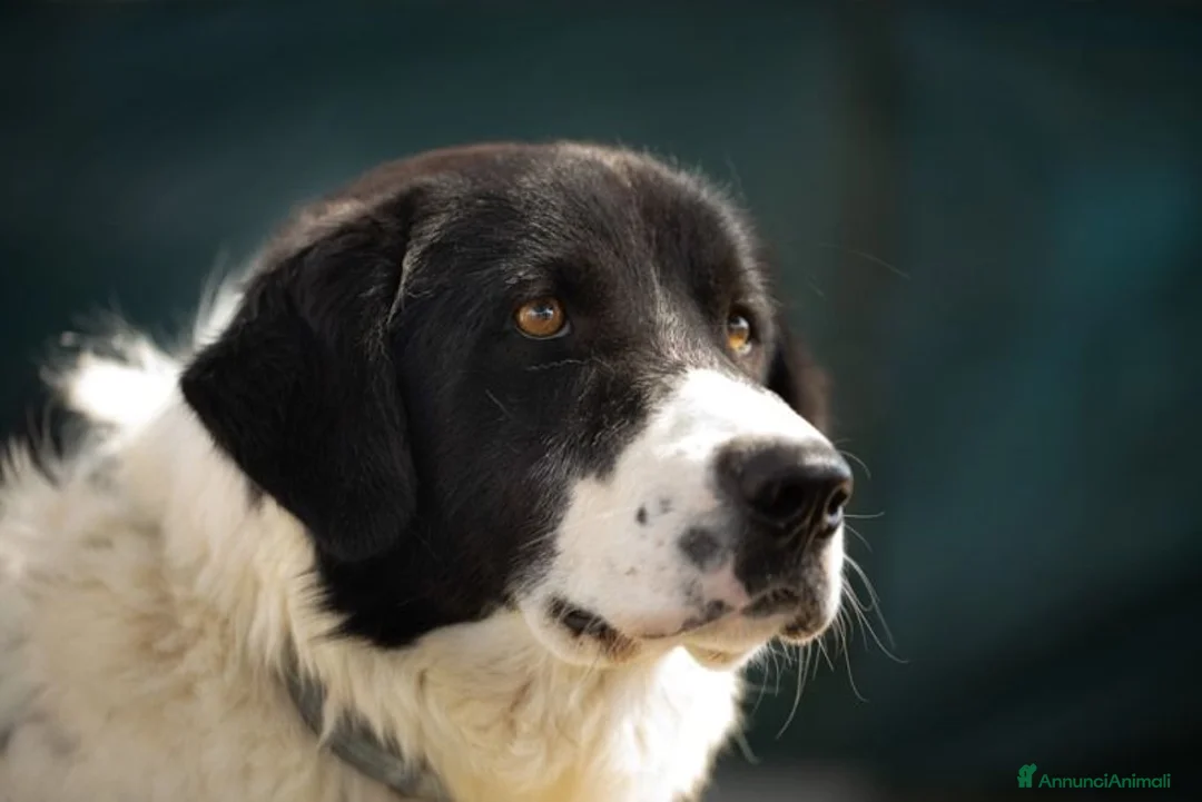 Meticcio cani in regalo: Panda in adozione - Annuncio 1