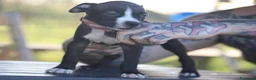 Pitbull cani in vendita: Cuccioli Pit Bull con pedigree anche a rate - Annuncio 21