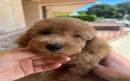 Barboncino cani in vendita: Bellissimo cucciolo di barboncino a Firenze - Immagine 6