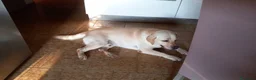 Labrador cani in regalo: Cucciolone labrador miele - Annuncio 4