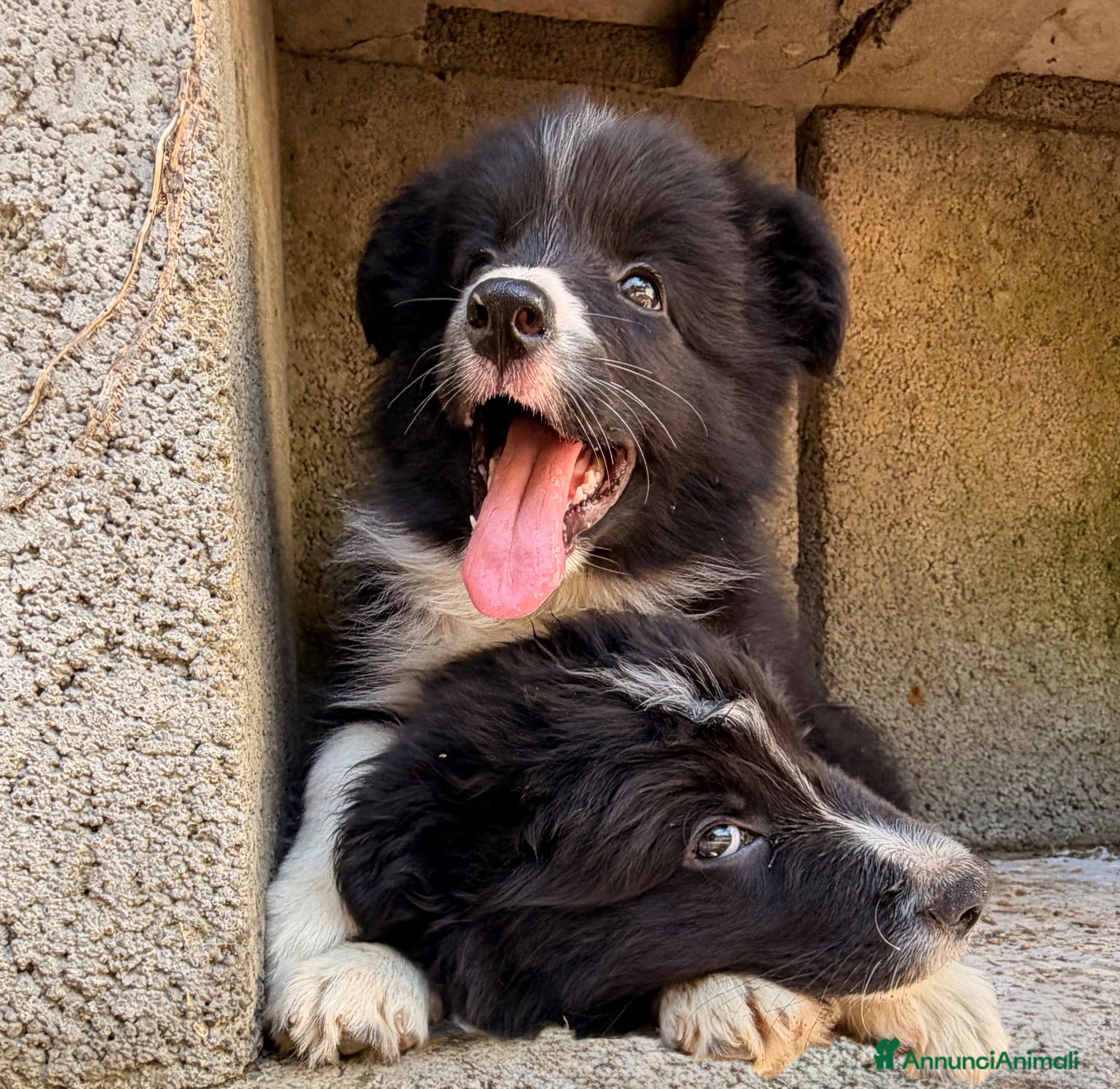 Border Collie cani CUCCIOLI BORDER COLLIE CON PEDIGREE - Annuncio 6