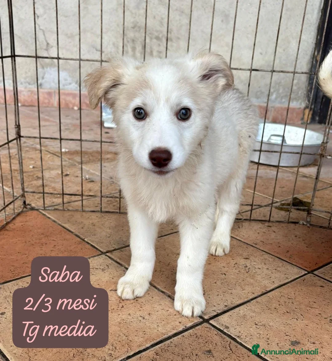 Meticcio cani in regalo: Cuccioli, non hanno chiesto di nascere! - Annuncio 7