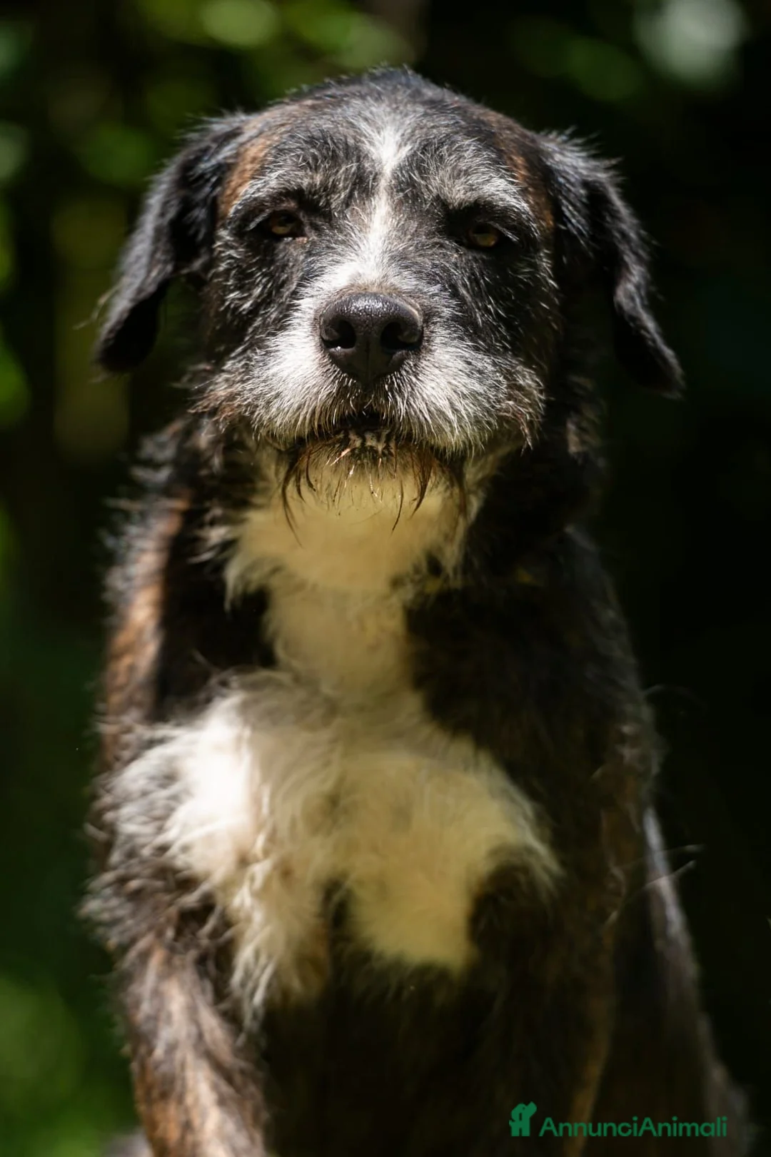 Meticcio cani in regalo: SASHA ENNESIMA RINUNCIA DI PROPRIETA', IN ADOZIONE - Annuncio 2