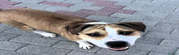 Meticcio cani in regalo: GOLD AMSTAFF - Annuncio 9