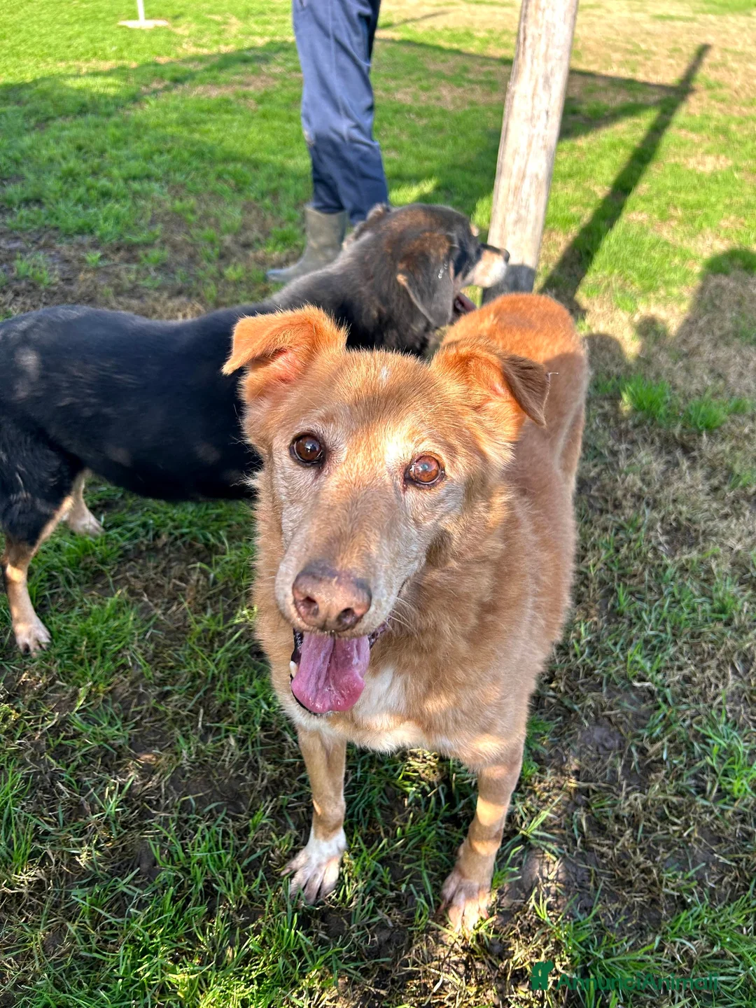 Meticcio cani in regalo: ROMEO, adozione del cuore - Annuncio 7