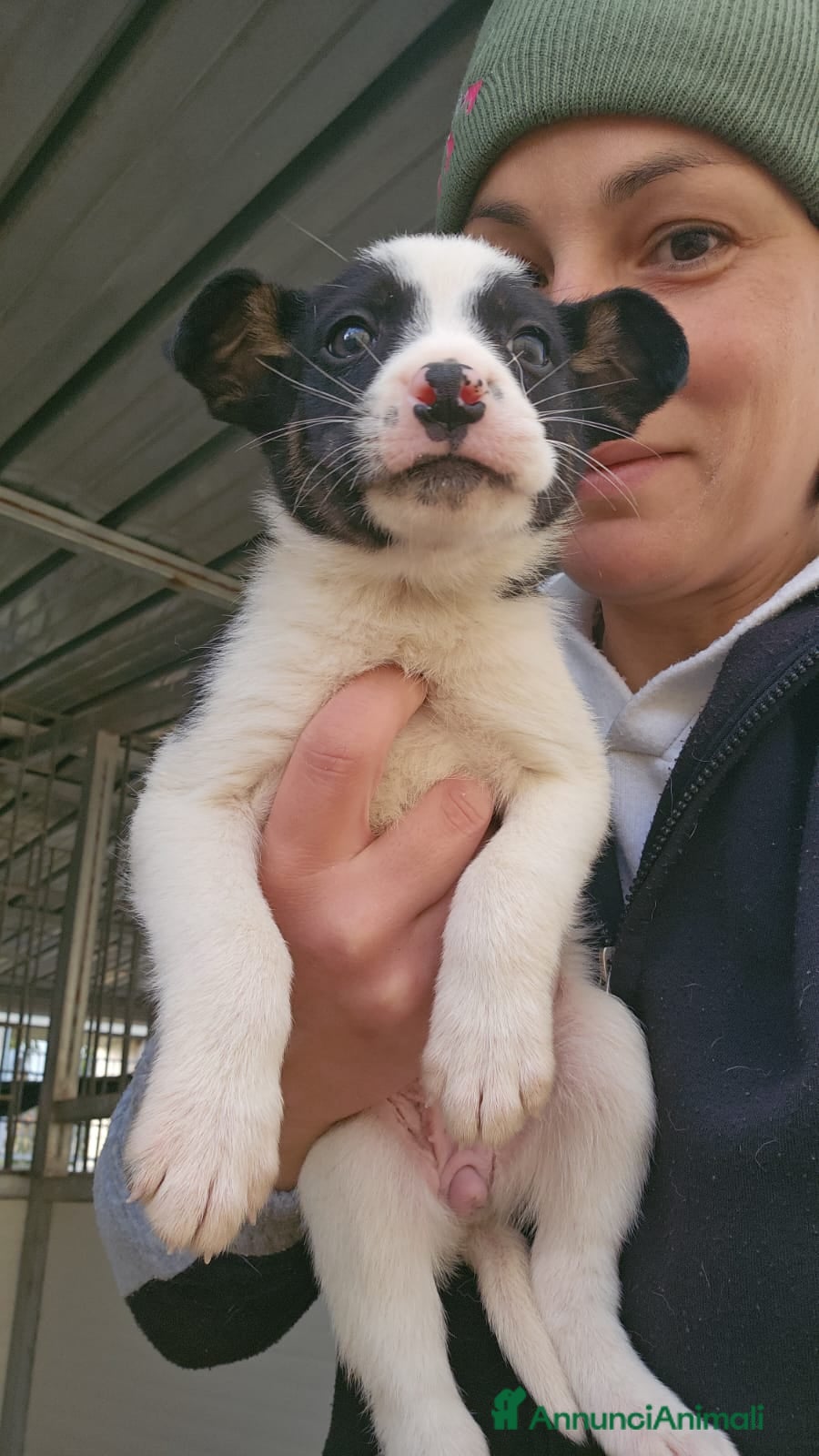 Meticcio cani Elba: 2 mesi taglia contenuta  - Annuncio 8