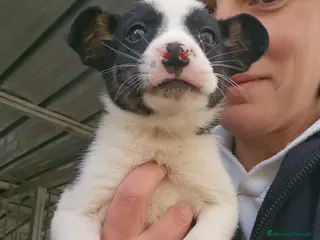 Meticcio cani Elba: 2 mesi taglia contenuta - Annuncio 8