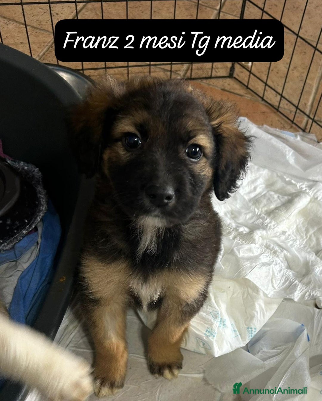 Meticcio cani in regalo: Cuccioli, non hanno chiesto di nascere  - Annuncio 10