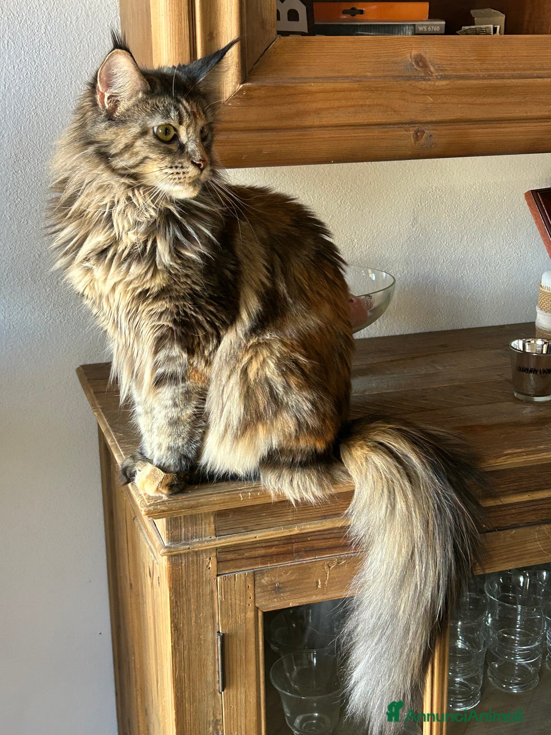 Maine Coon gatti in vendita: Gattini MaineCoon  a Provincia di Savona - Immagine 6