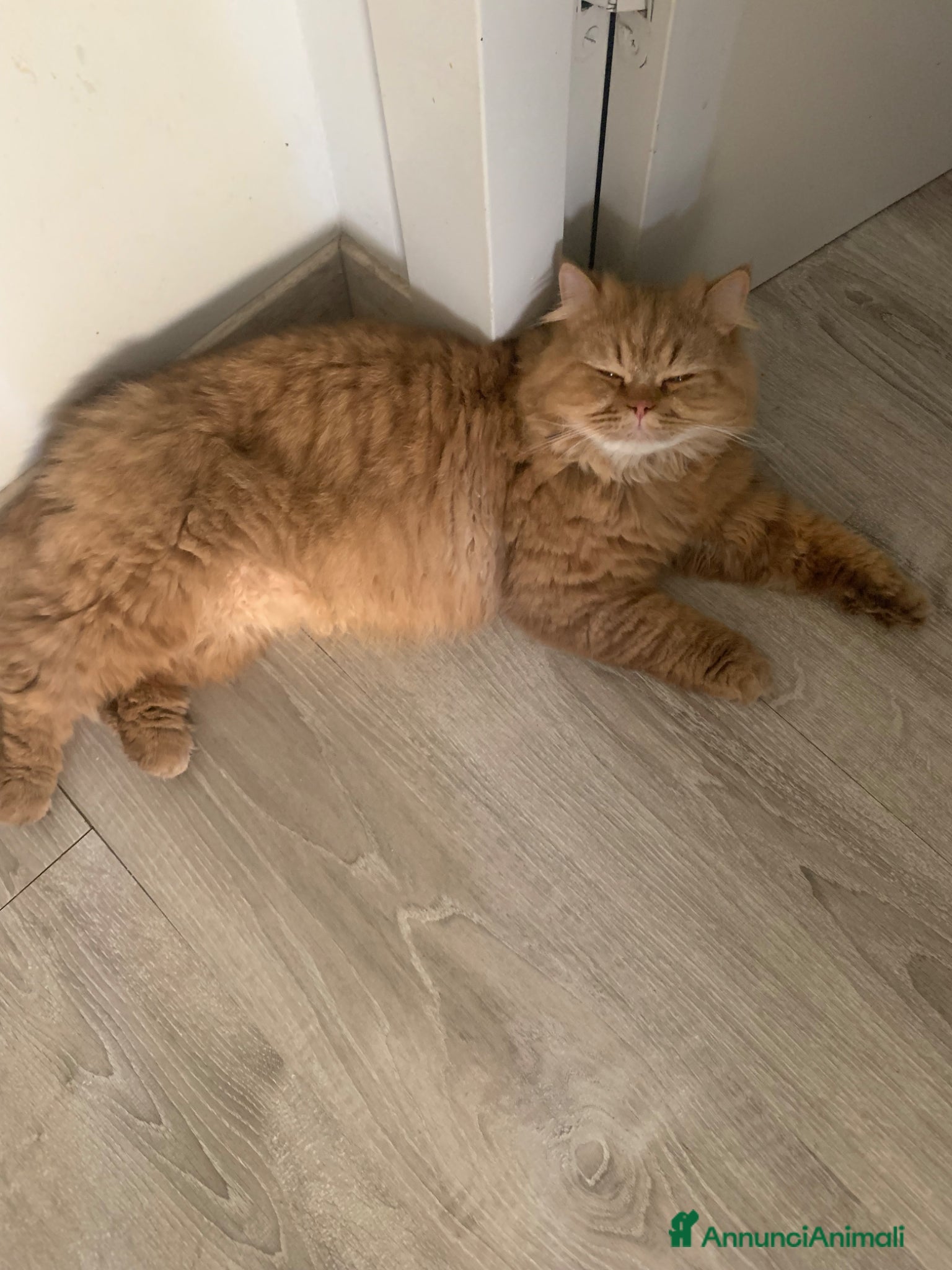 British gatti Accoppiamento  - Annuncio 1