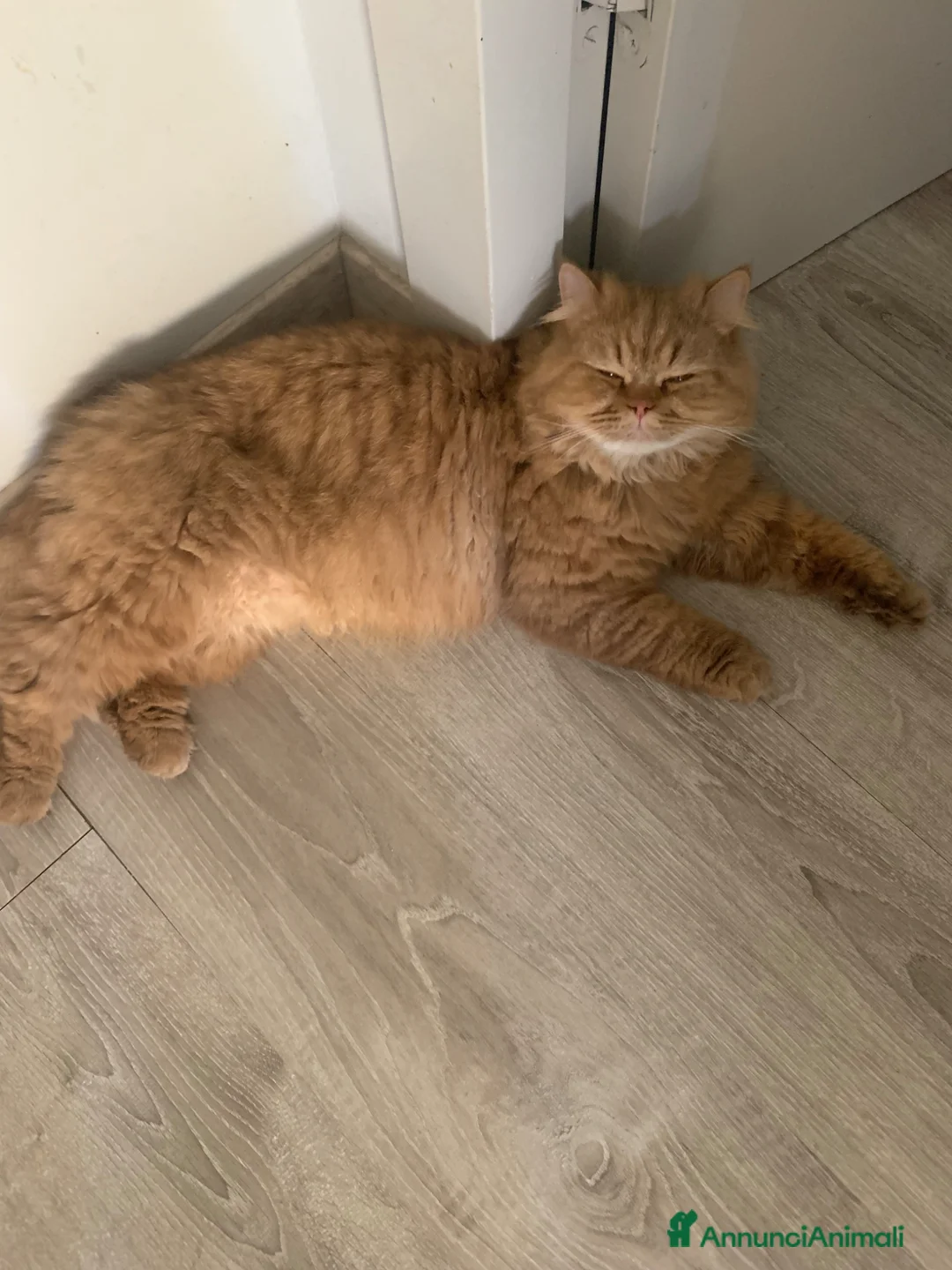 British gatti per accoppiamento: Accoppiamento  - Annuncio 1