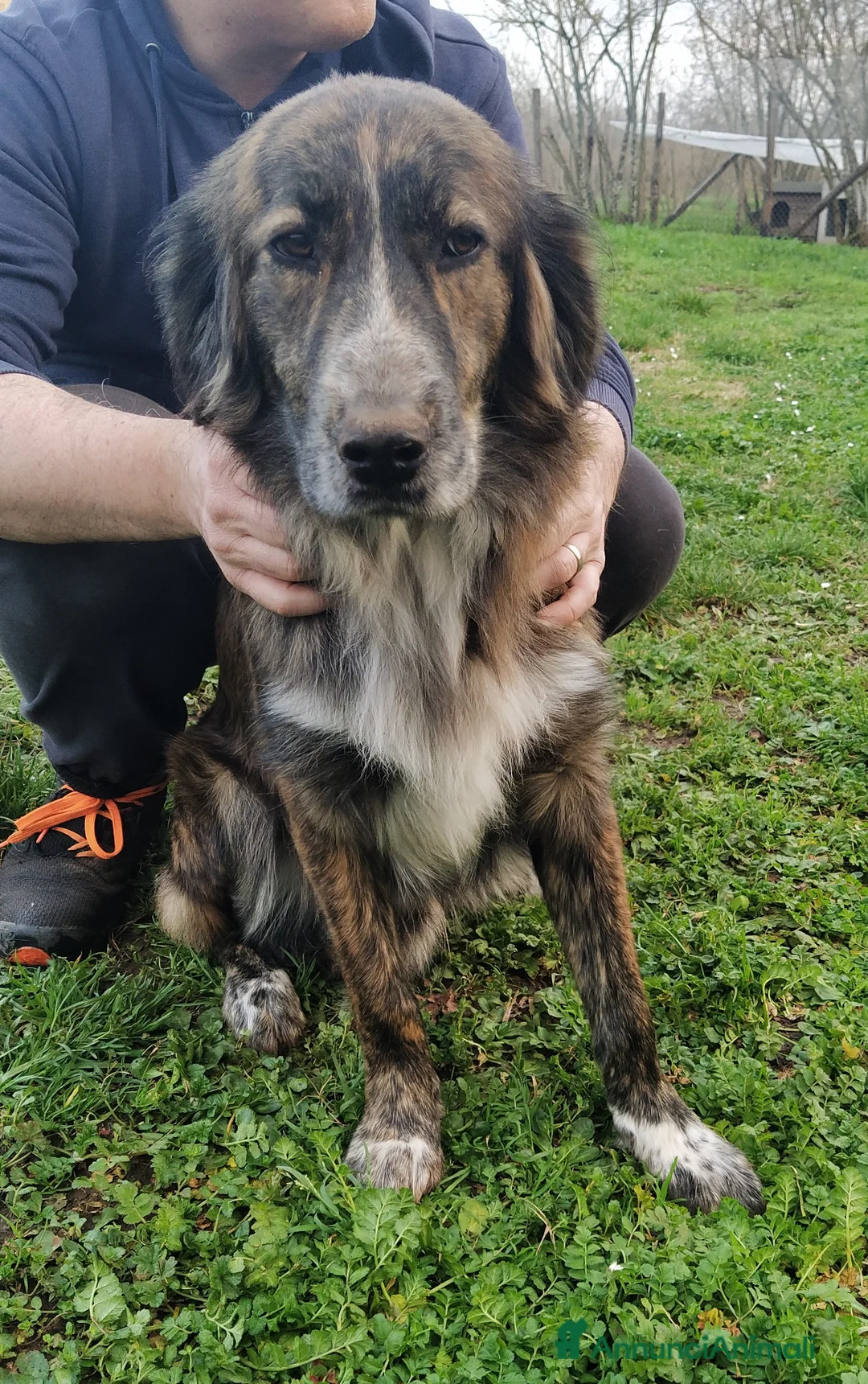 Meticcio cani in regalo: Bellissimo Jango a Provincia di Viterbo - Annuncio 4