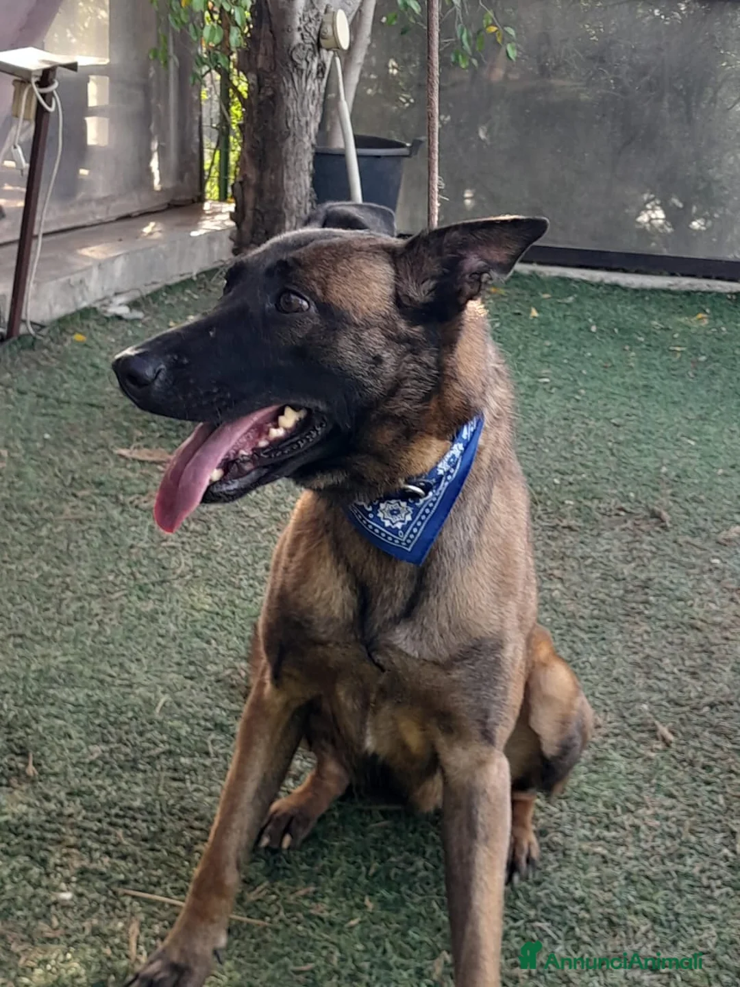 Meticcio cani in regalo: Akila, Malinois dolce e giocherellona - Annuncio 4