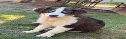 Australian Shepherd cani in vendita: Cucciolo pastore asutraliano  - Annuncio 3