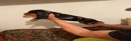 Bassotto cani in vendita: arlecchino silver - Annuncio 8