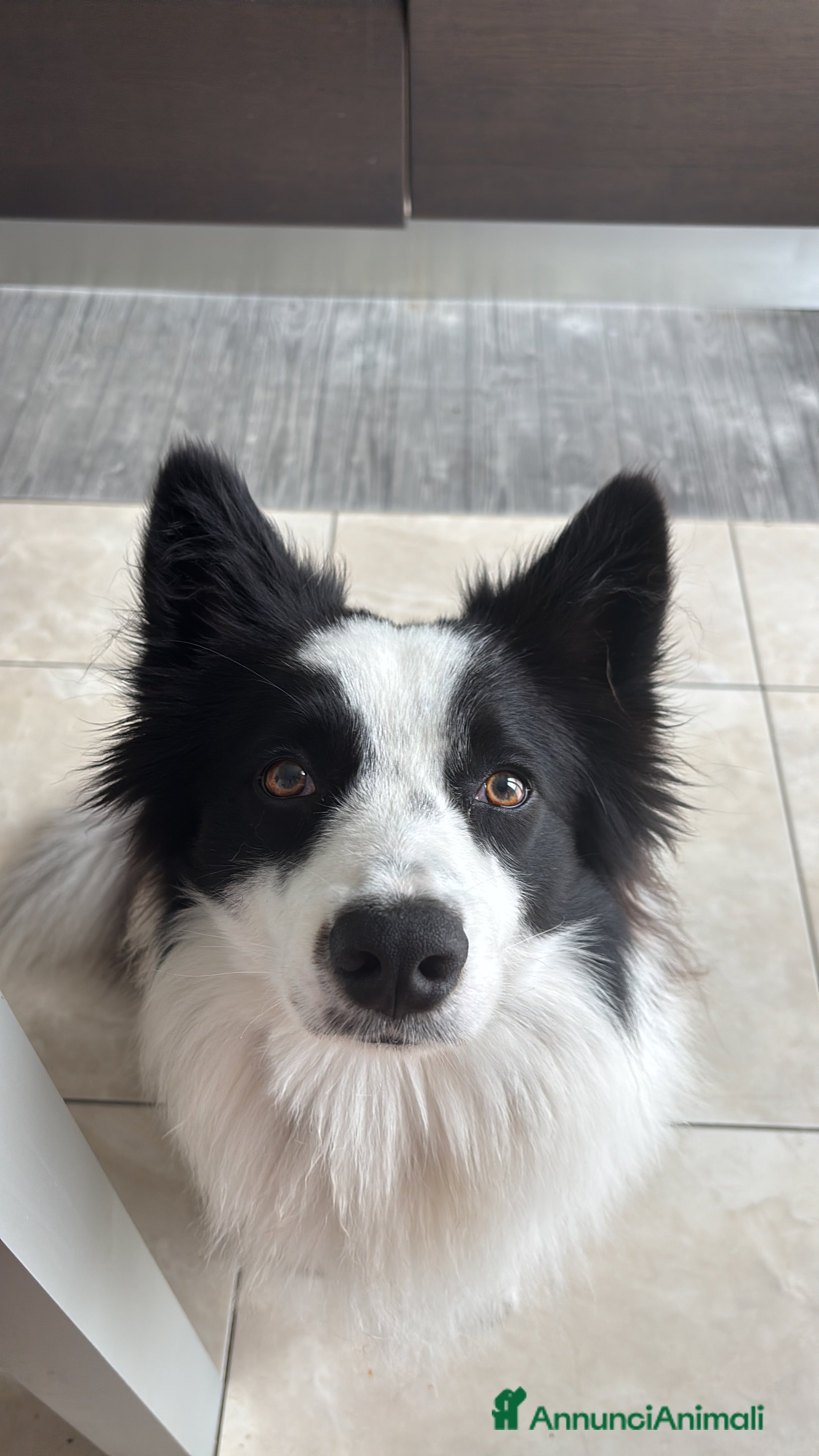 Border Collie cani Cerco fidanzata per accoppiamento! a Provincia di Varese - Annuncio 2