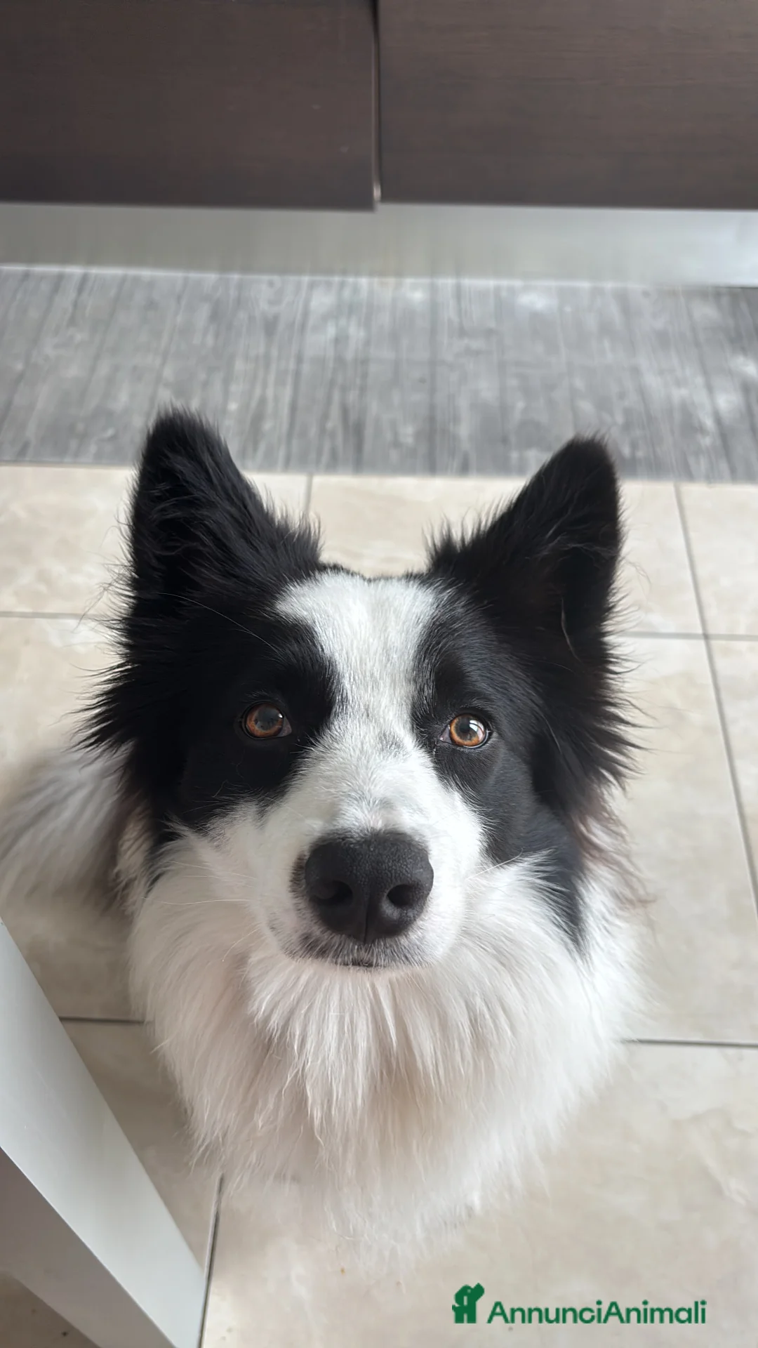 Border Collie cani per accoppiamento: Cerco fidanzata per accoppiamento! a Provincia di Varese - Annuncio 2