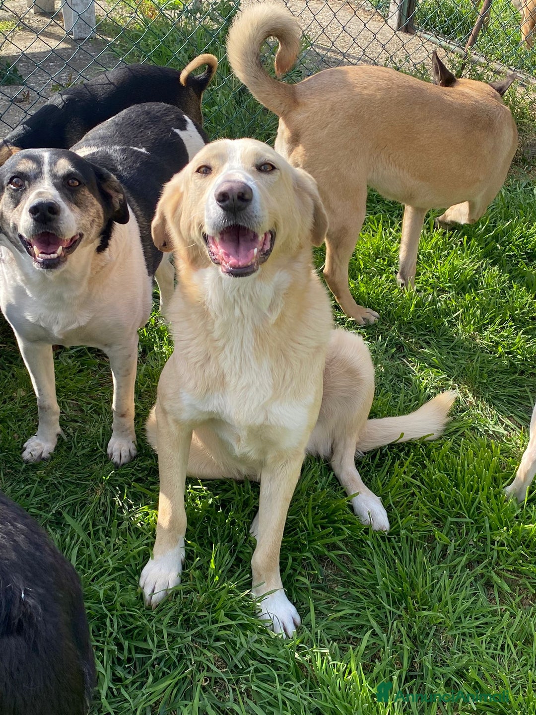 Meticcio cani in regalo: Pippo un cane buonissimo in cerca di casa  - Annuncio 7
