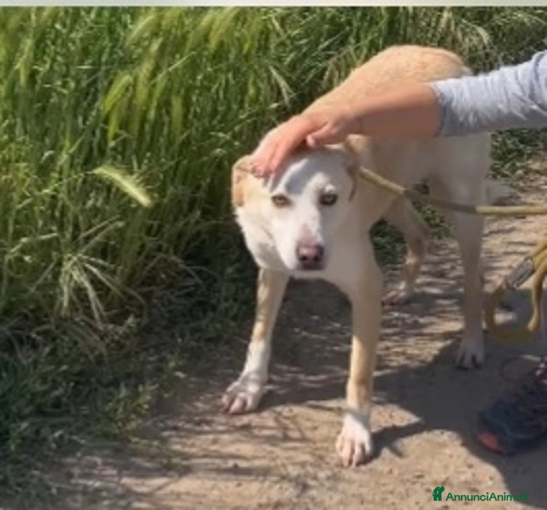 Meticcio cani in regalo: Airy femmina mix Labrador 3anni e 1/2 BRESCIA SOS - Annuncio 6