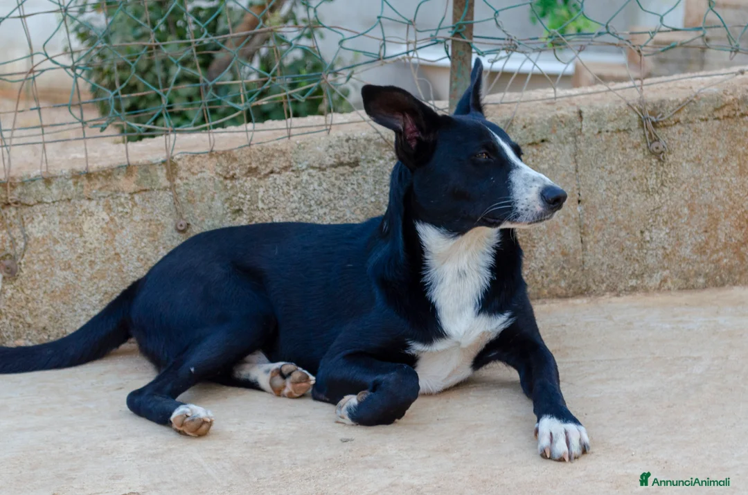 Meticcio cani in regalo: Luffy - 1 anno - Annuncio 5