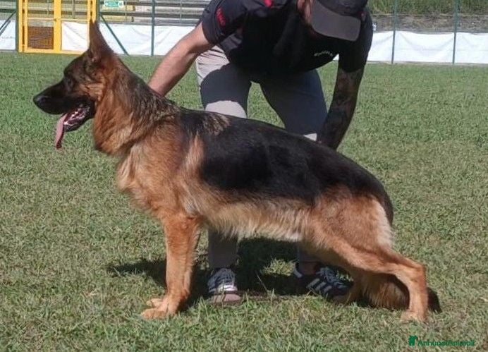Pastore Tedesco cani Cucciolata di Pastori Tedeschi - Annuncio 2