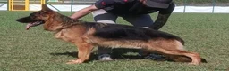Pastore Tedesco cani in vendita: Cucciolata di Pastori Tedeschi - Annuncio 10