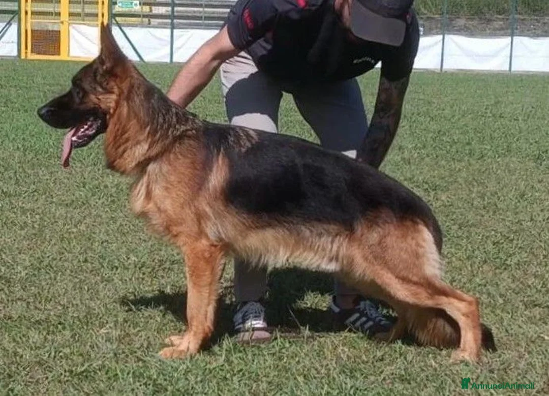 Pastore Tedesco cani in vendita: Cucciolata di Pastori Tedeschi - Annuncio 10