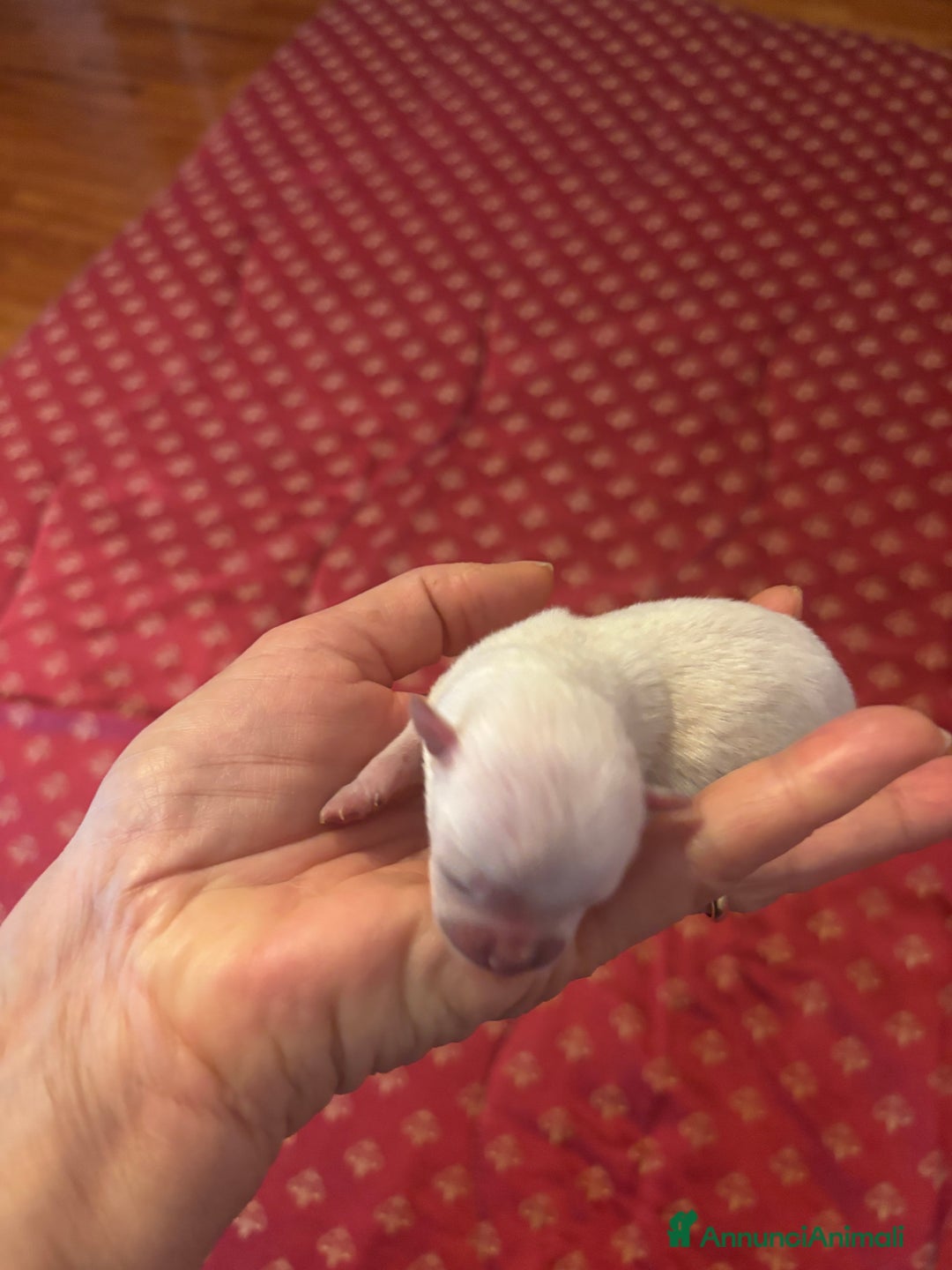 Chihuahua cani in vendita: Cuccioli chihuahua con pedigree  - Annuncio 3