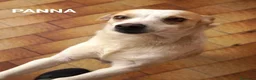 Meticcio cani in regalo: Panna, piccola canetta cerca famiglia  - Annuncio 4