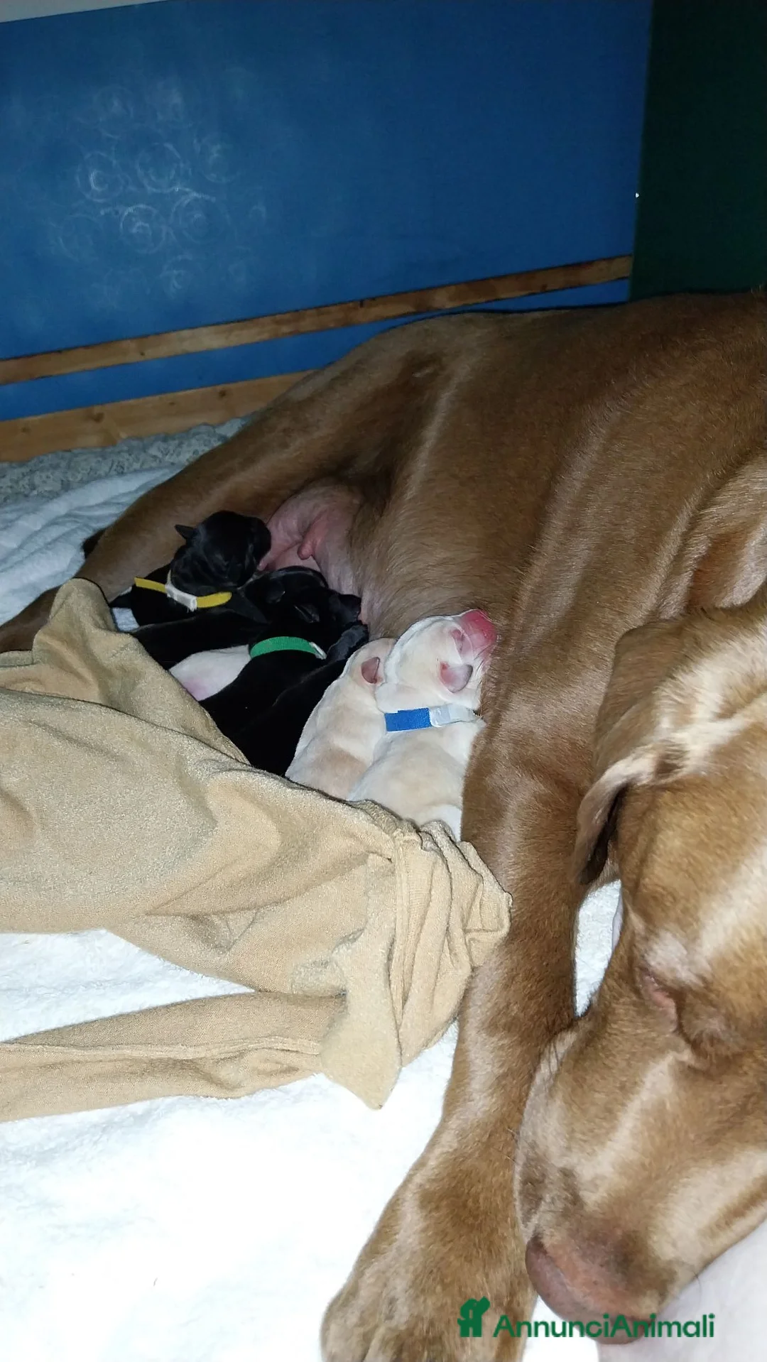 Labrador cani in vendita: Best for Last - Annuncio 2